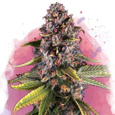 Raspberry Cough Feminisiert