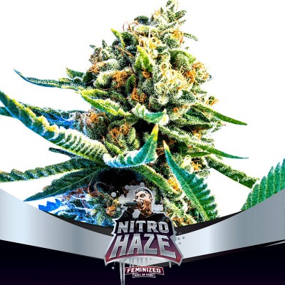 Nitron Haze Feminisiert