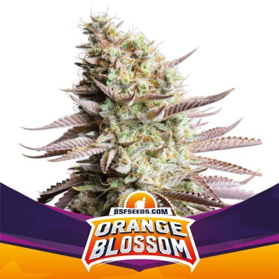 Orange Blossom Feminisiert
