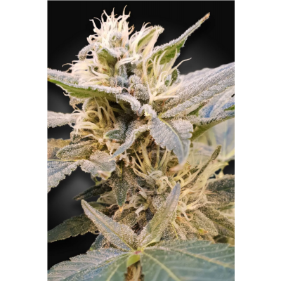 CBD Delight Feminisiert