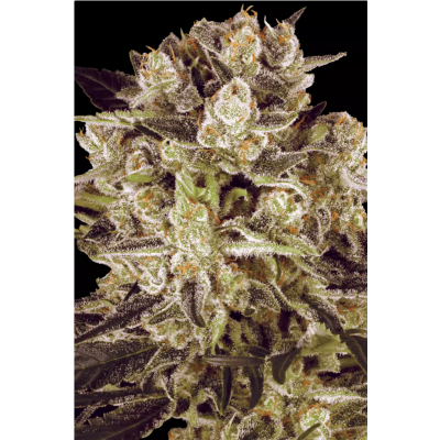 Durga Mata I:I CBD Feminisiert