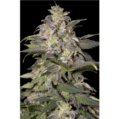 Magic Bud Feminisiert