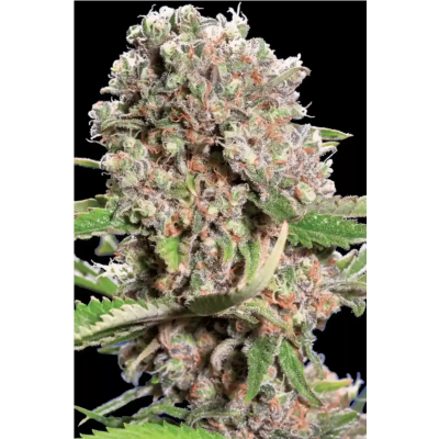 CBD Relax Feminisiert