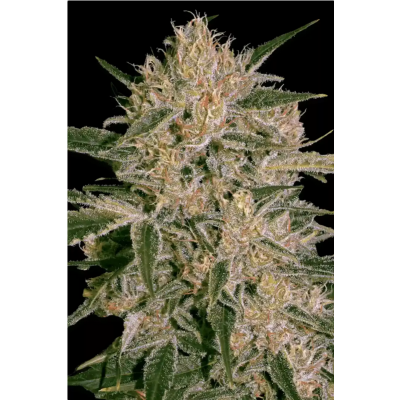 CBD Nebula I:I Feminisiert