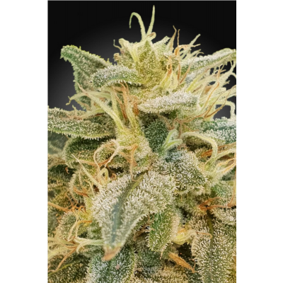 CBD Relief Feminisiert