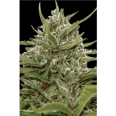 Auto Whiteberry