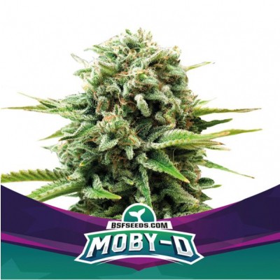 Moby-D Feminisiert
