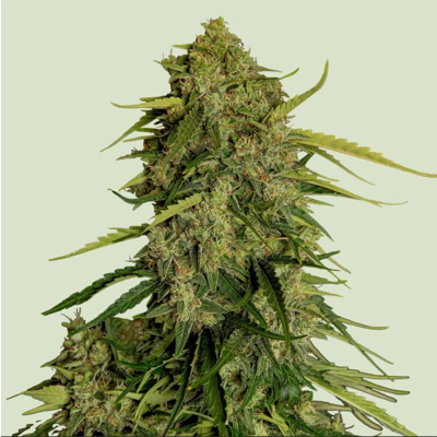 Atlas F1 Auto