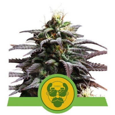 Granddaddy Purple Automatic