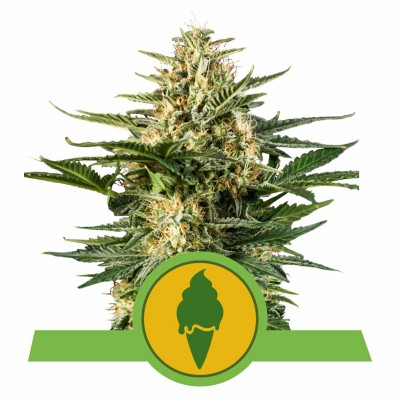 Green Gelato Automatic