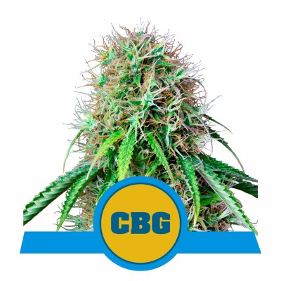 Royal CBG Automatic