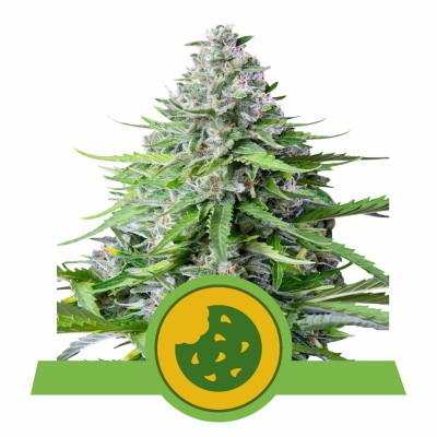 Royal Cookies Automatic