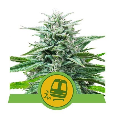 Trainwreck Automatic