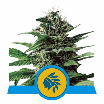Tatanka Pure CBD Feminisiert