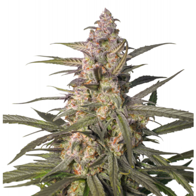 Auto Northern Dragon Fuel