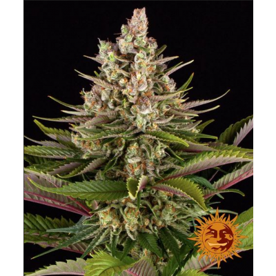 Sour Strawberry Feminisiert