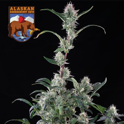 Alaskan Bananaberry Auto 