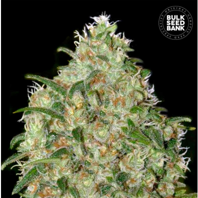 Amnesia Platinum Feminisiert