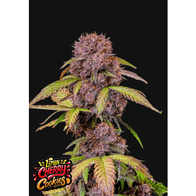 Lemon Cherry Cookies Auto