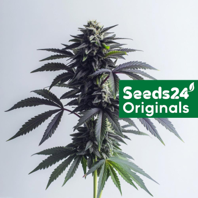 Blue Dream Feminisiert