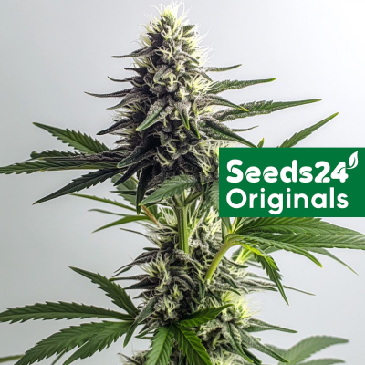Gorilla Glue #4 Feminisiert