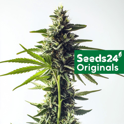 Green Poison F1 Auto