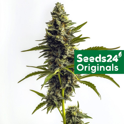 Super Lemon Haze Feminisiert