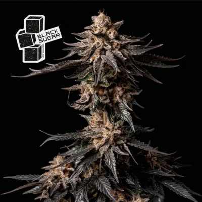 Black Sugar Feminisiert