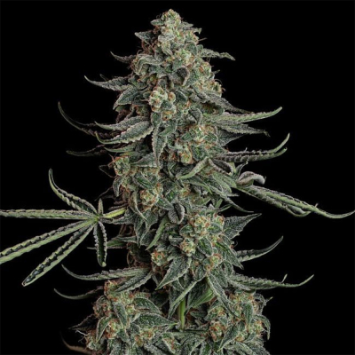 Blue Dream Auto