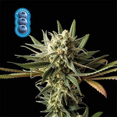 Blueberry Feminisiert
