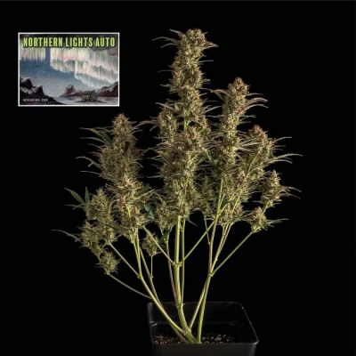 Northern Lights Auto
