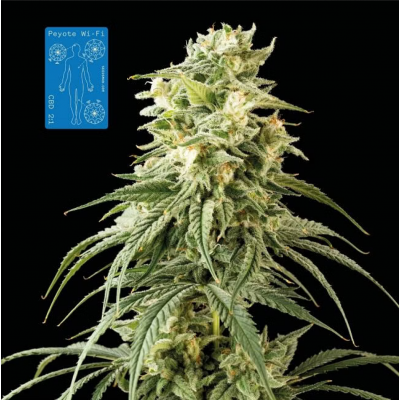 Peyote Wi-Fi CBD 2:1 Feminisiert