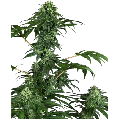 420 Punch Feminisiert