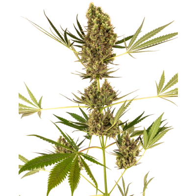 Alpine Delight CBD 30:1 Auto