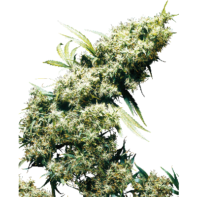 Jamaican Pearl Feminisiert