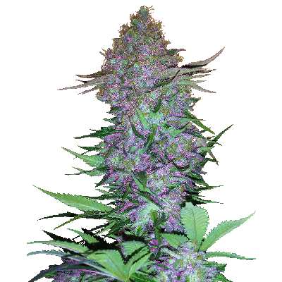 Purple Skunk Automatic