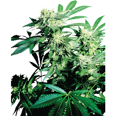 Skunk Kush Feminisiert