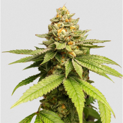 Green Papaya Feminisiert