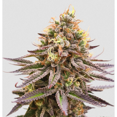 Gorilla Super Glue Feminisiert