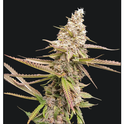 Strawberry Cookies Fast Feminisiert