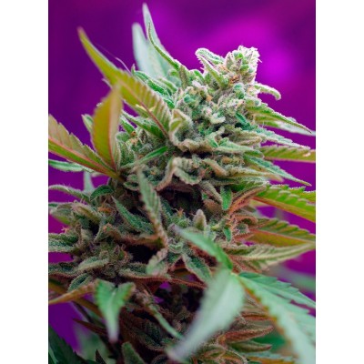 Black Jack Auto