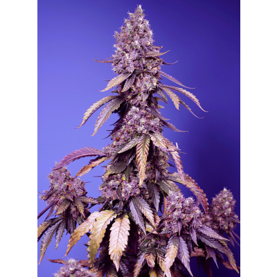 Black Muffin F1 Fast Feminisiert
