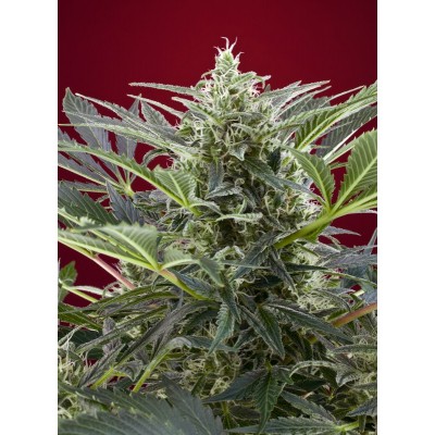 Cream 47 Feminisiert