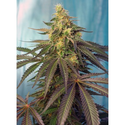Cream Caramel CBD Feminisiert