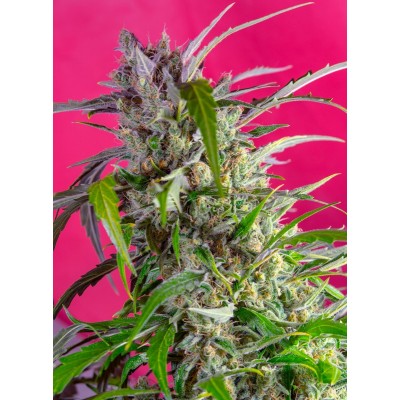 Crystal Candy Auto