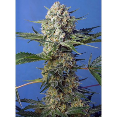 Crystal Candy F1 Fast Version Feminisiert