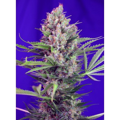 Cream Mandarine F1 Fast Version Feminisiert