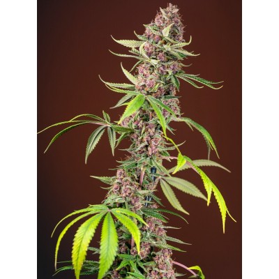 Red Mandarine F1 Fast Version Feminisiert