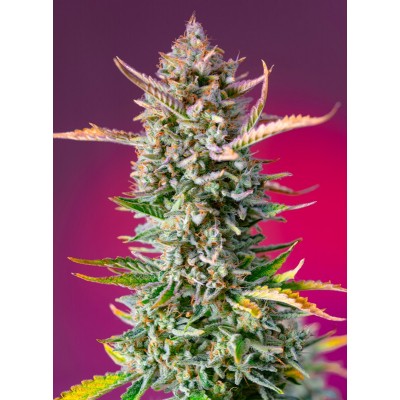 Gorilla Sherbet F1 Fast Version Feminisiert
