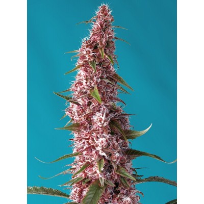 Red Pure CBD Auto